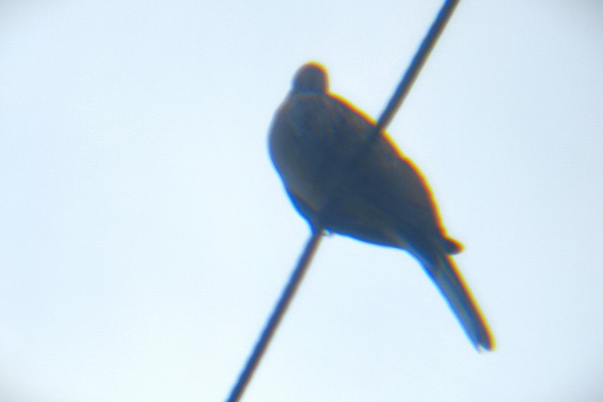 Spotted Dove - ML644700418