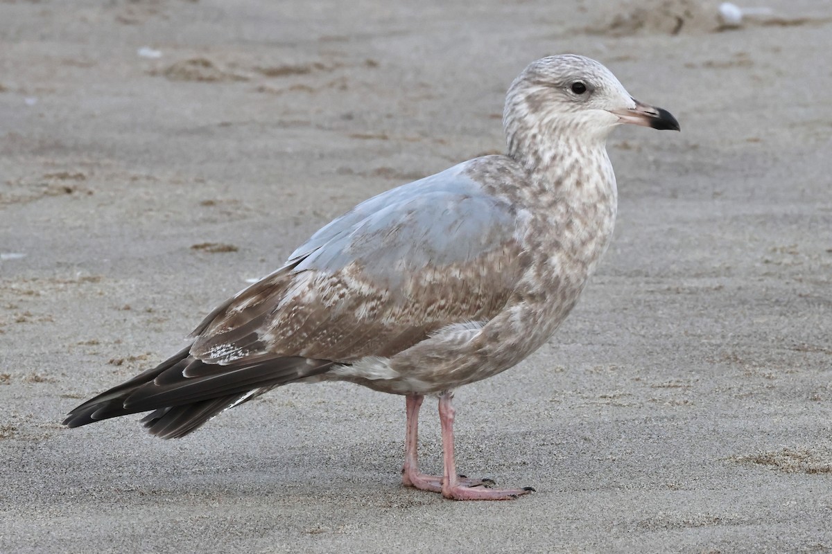 Iceland Gull (Thayer's) - ML644700419