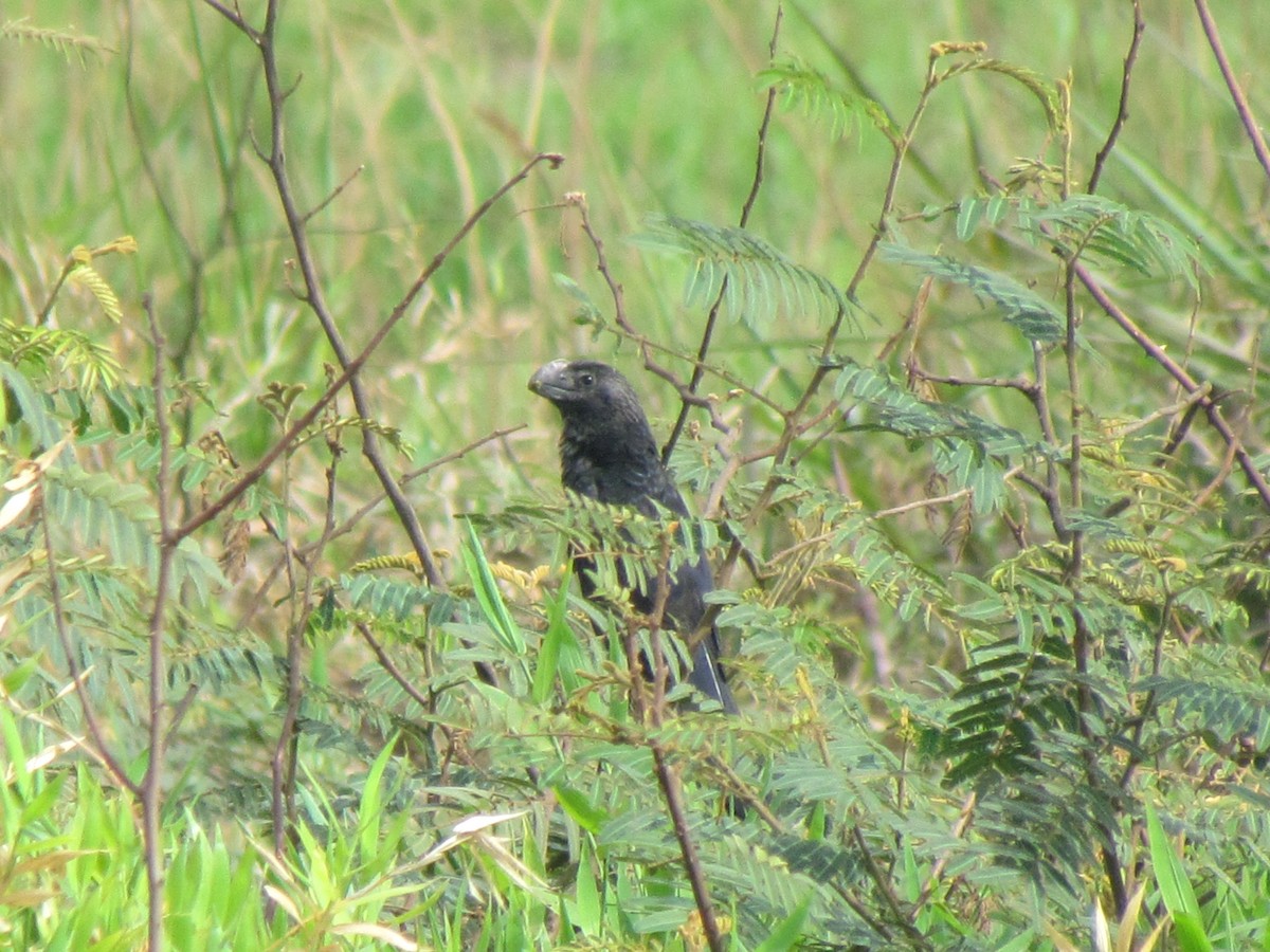 Düz Gagalı Ani - ML644700421