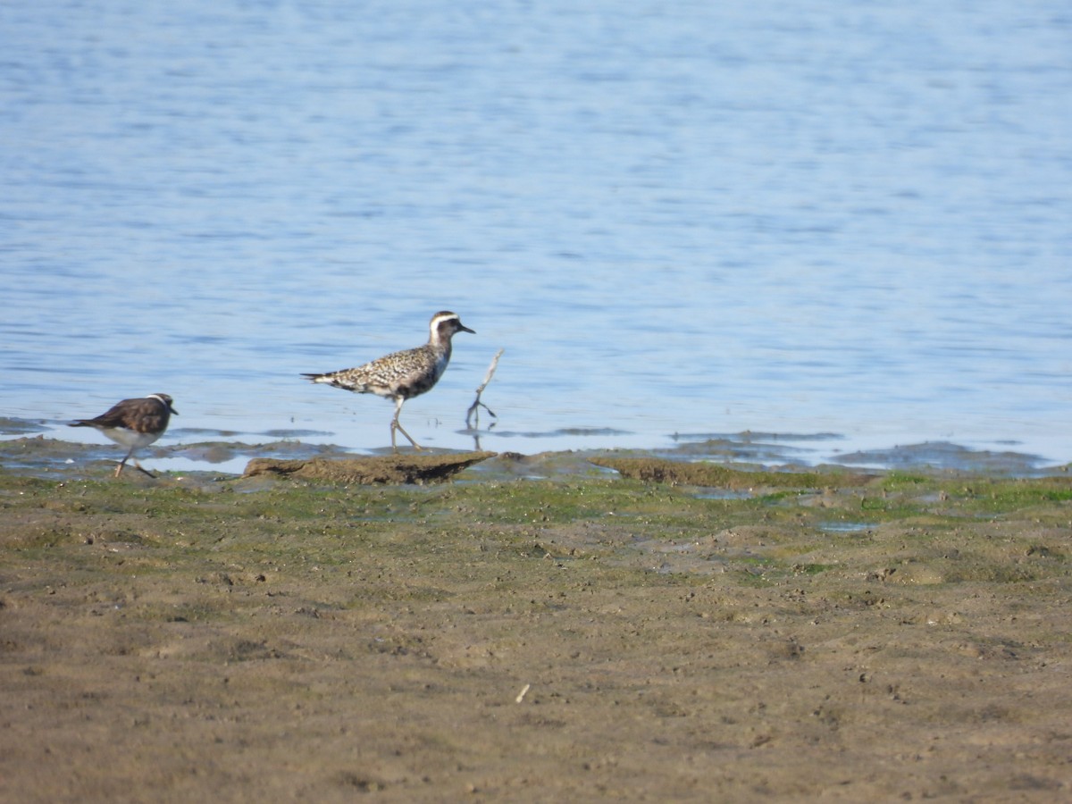 kulík hnědokřídlý - ML644700426