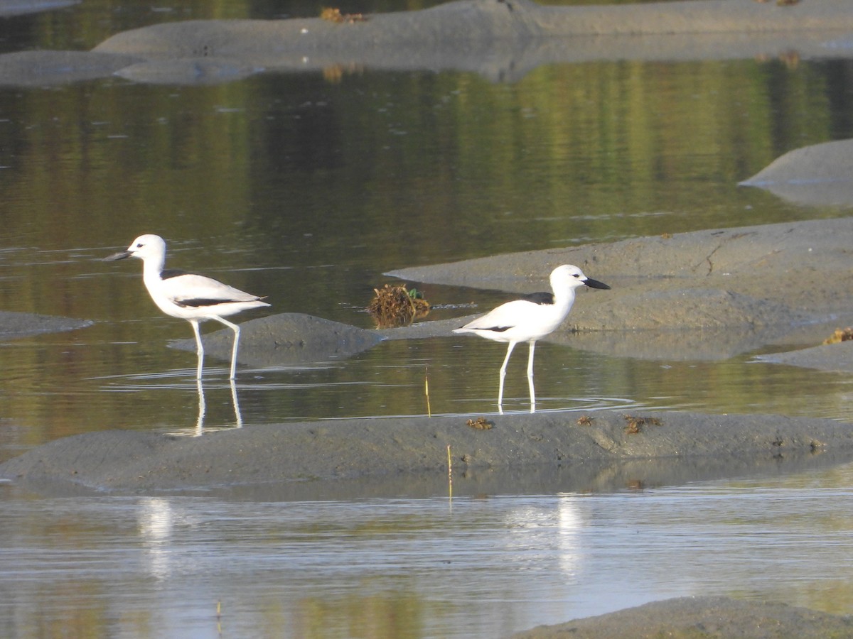 krabbeeter - ML644700435