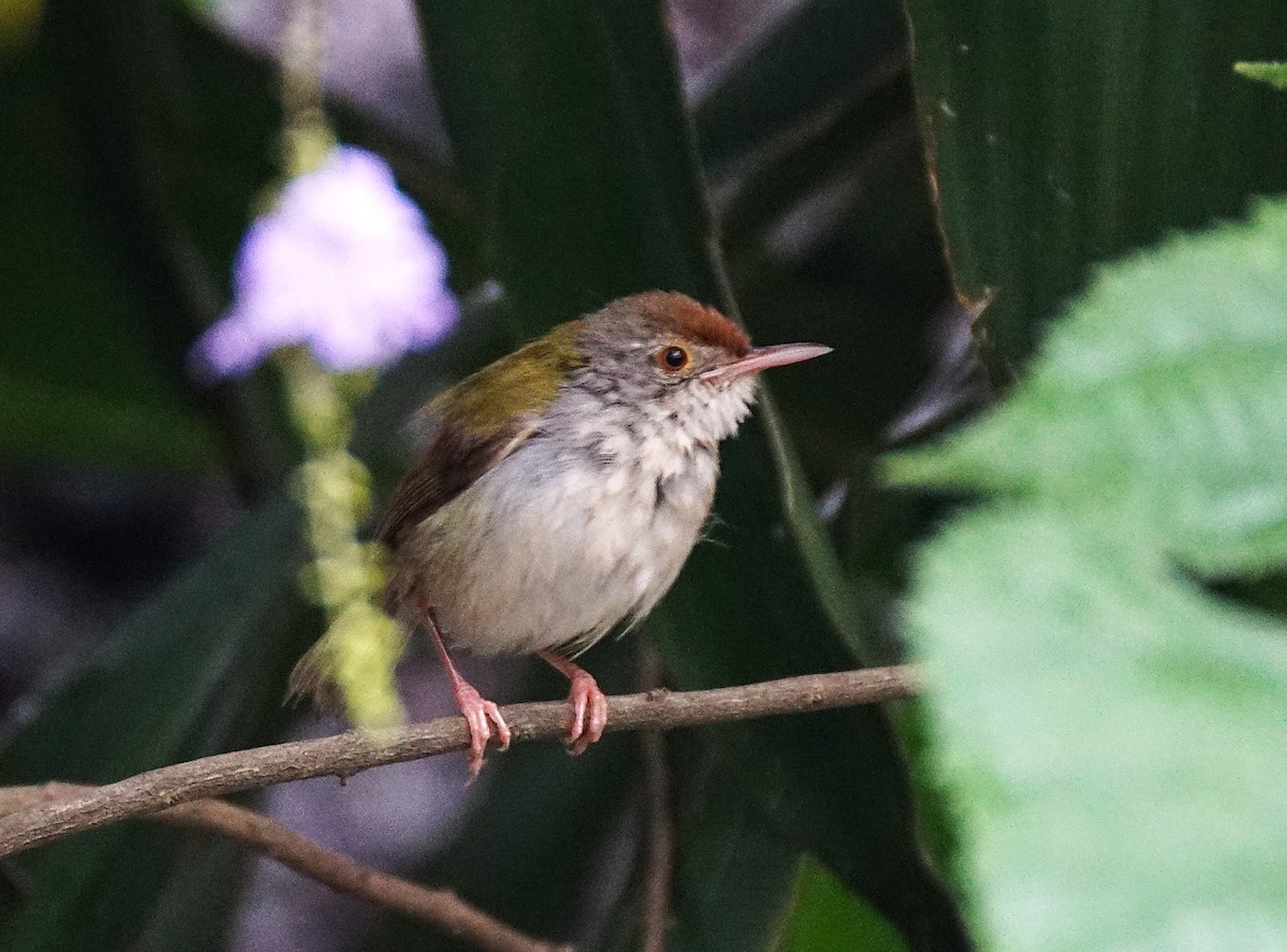 Terzikuşu - ML644700437