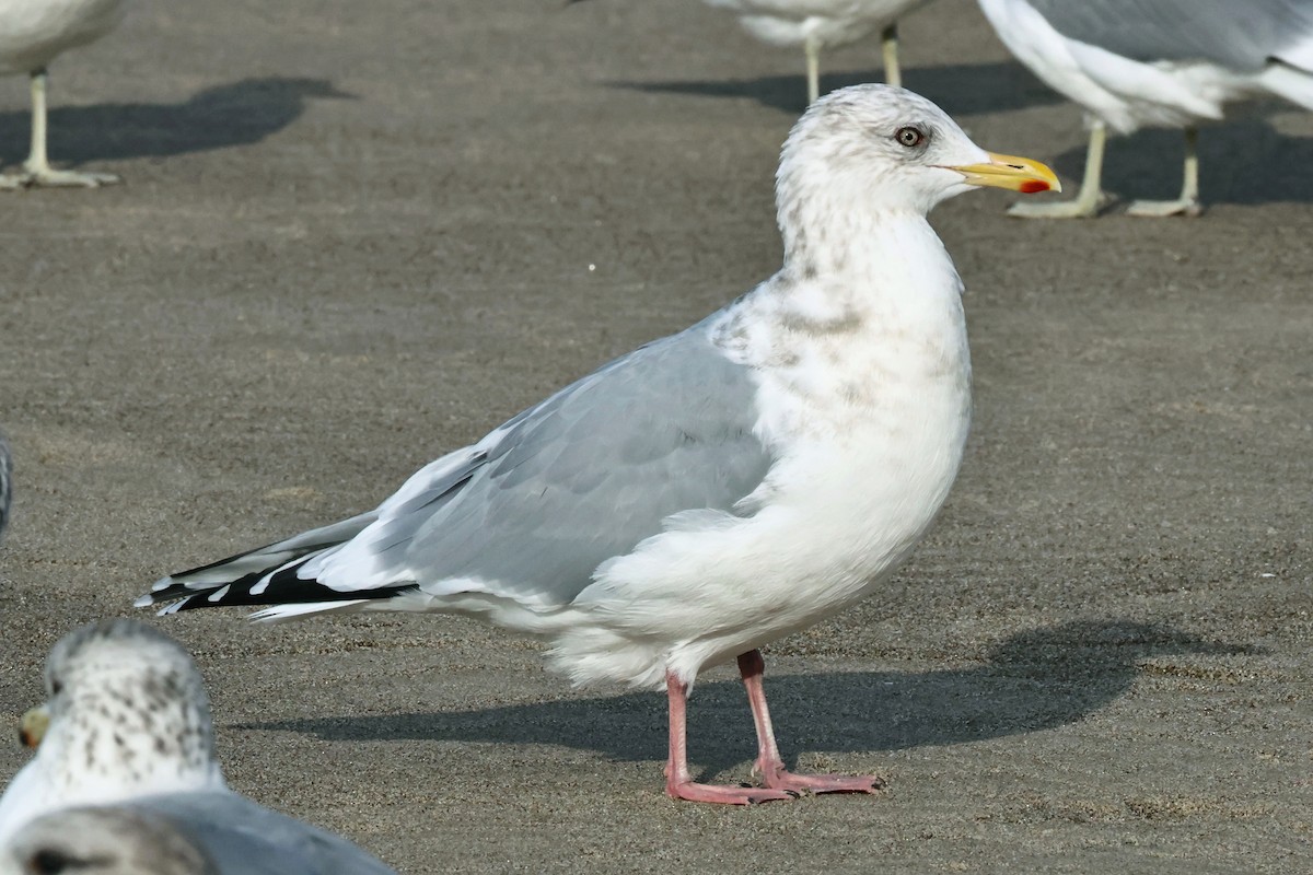 Iceland Gull (Thayer's) - ML644700446