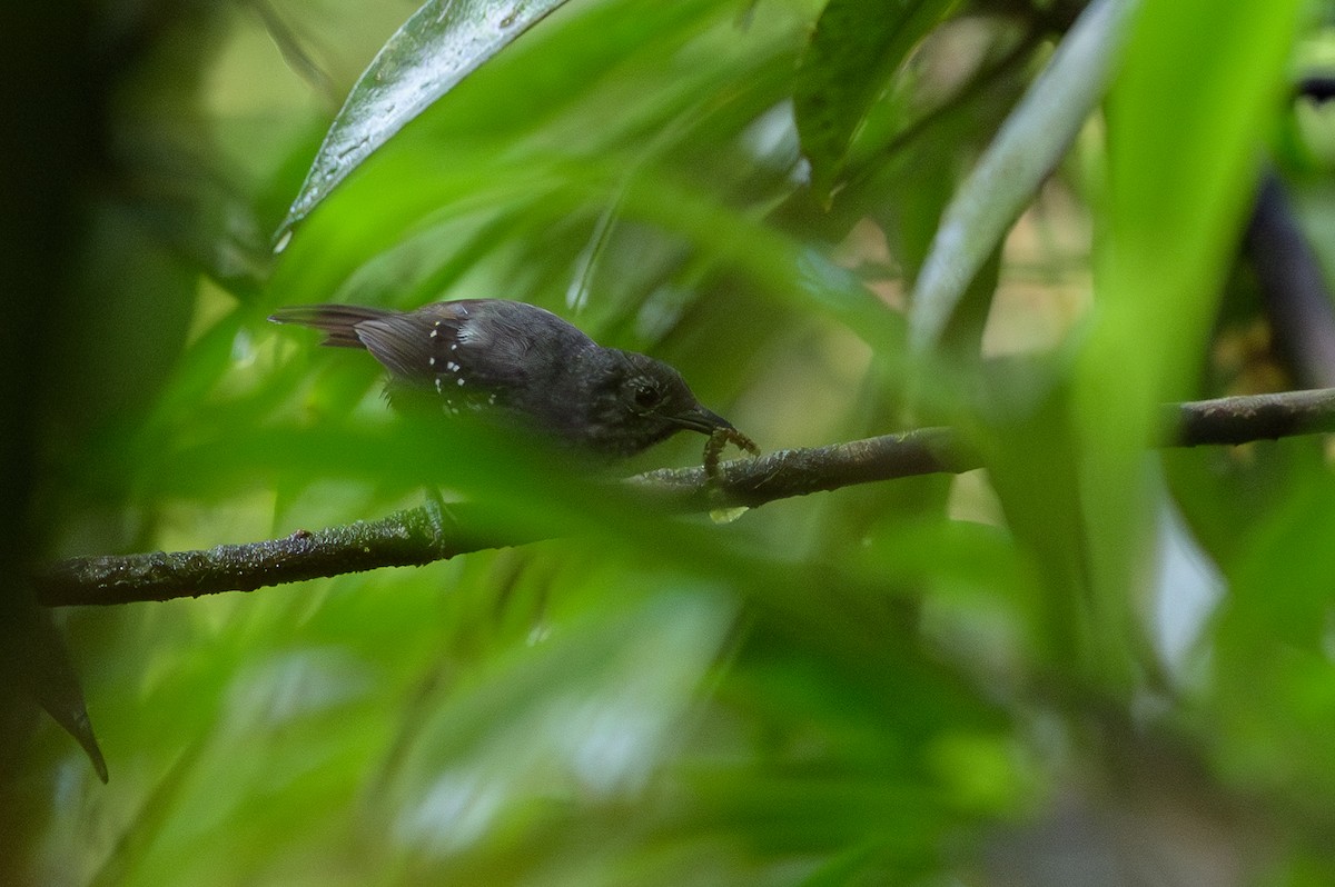 Foothill Stipplethroat - ML644700459