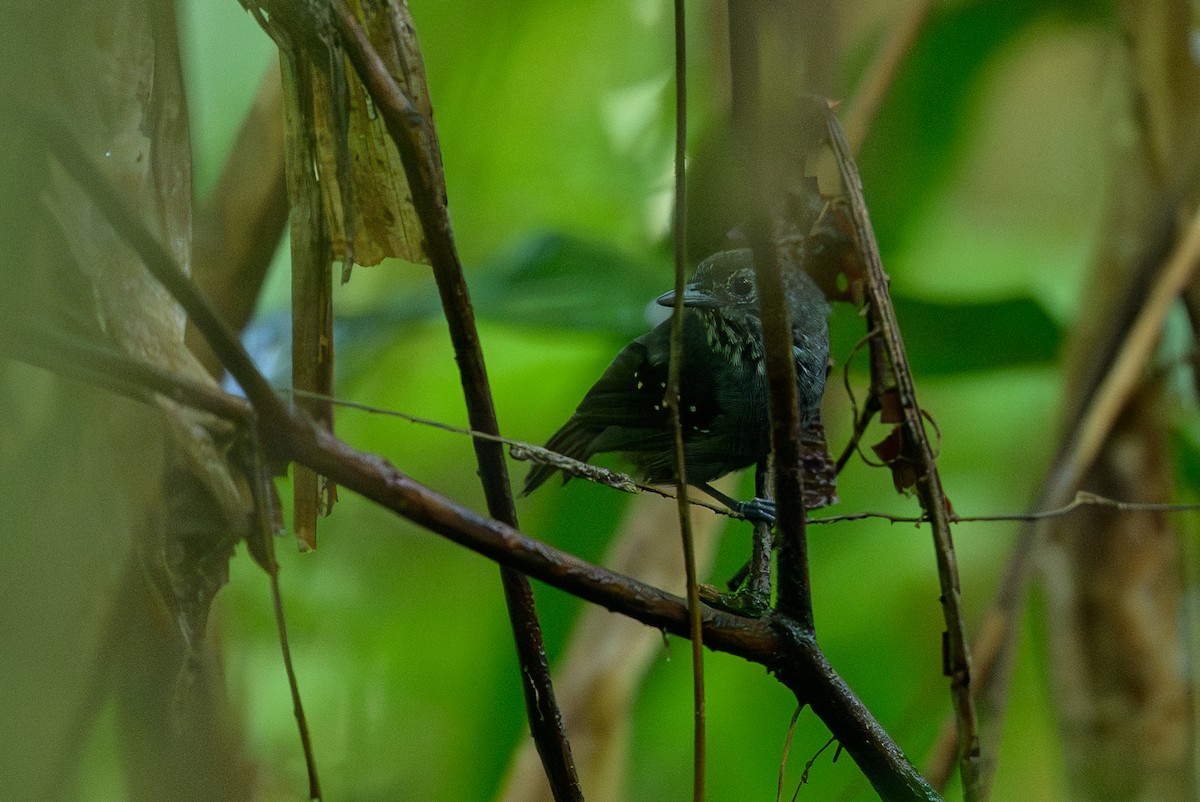 Foothill Stipplethroat - ML644700460