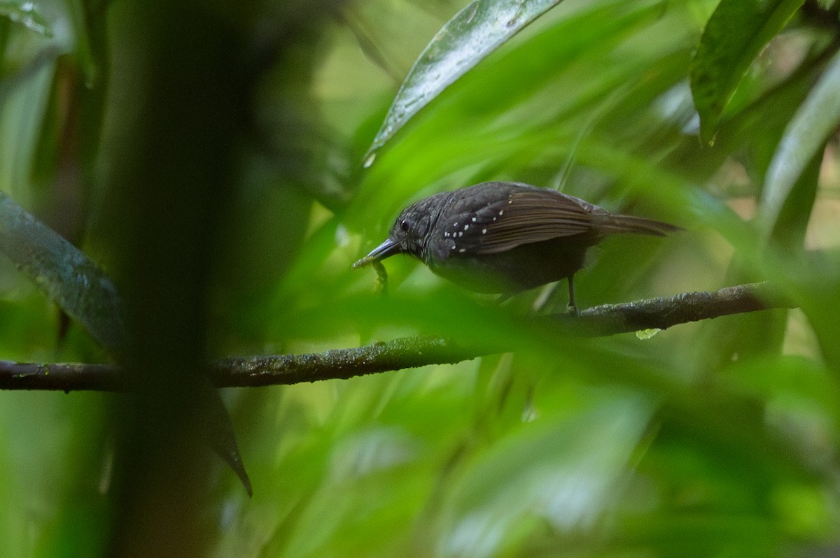 Foothill Stipplethroat - ML644700461