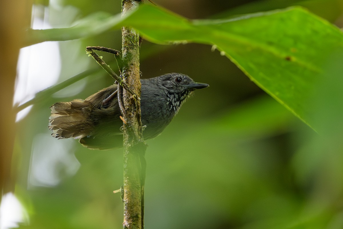 Foothill Stipplethroat - ML644700462