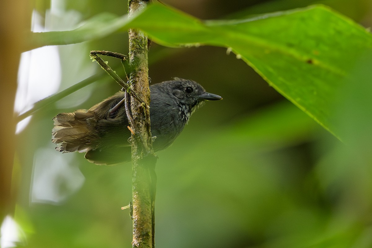 Foothill Stipplethroat - ML644700463