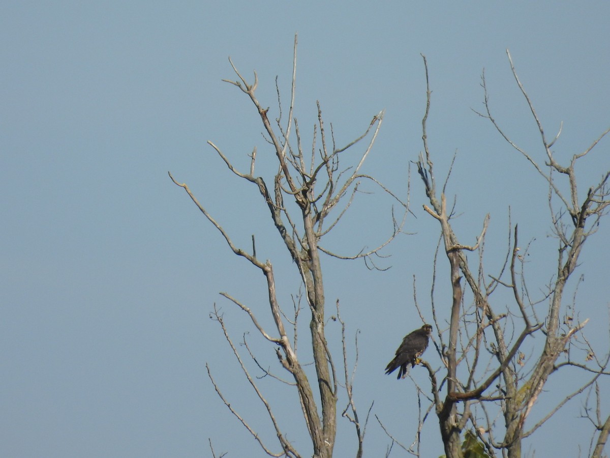 Эгэл шонхор - ML644700466