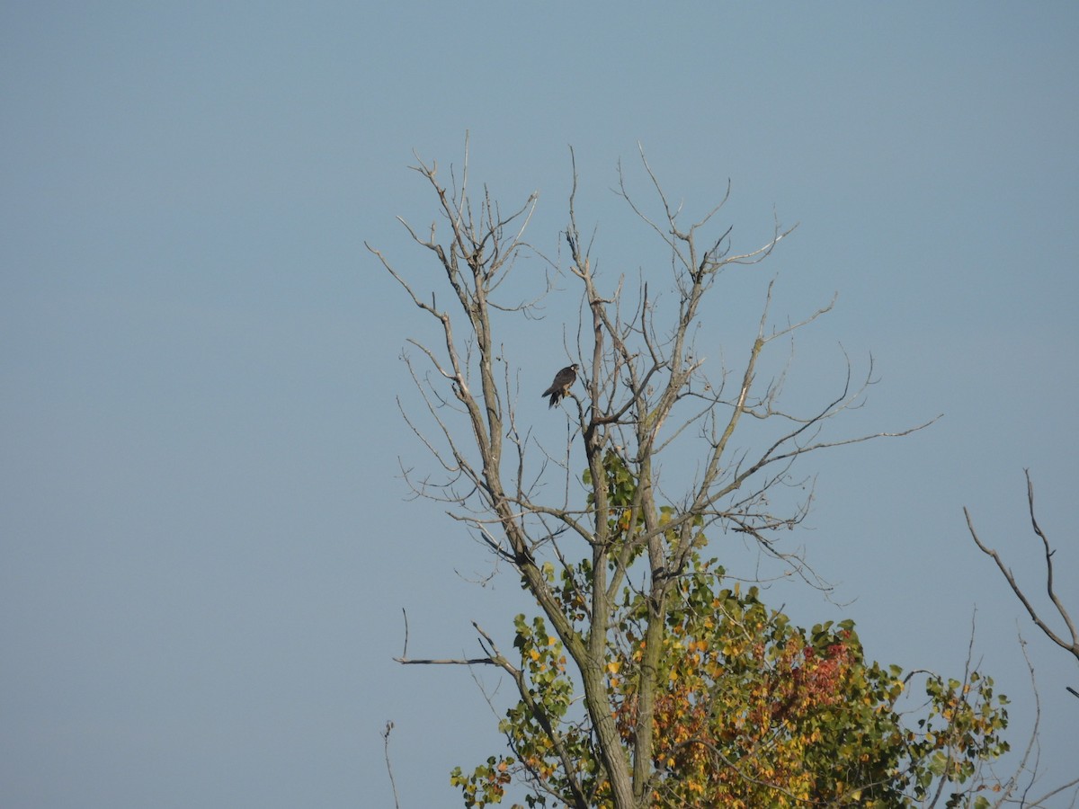 Эгэл шонхор - ML644700467