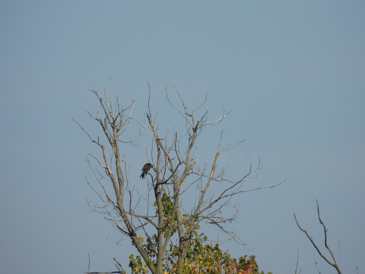 Эгэл шонхор - ML644700468