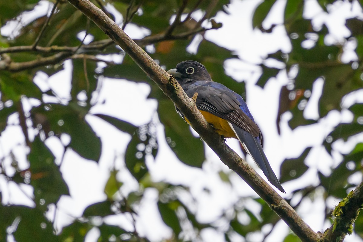Green-backed Trogon - ML644700469