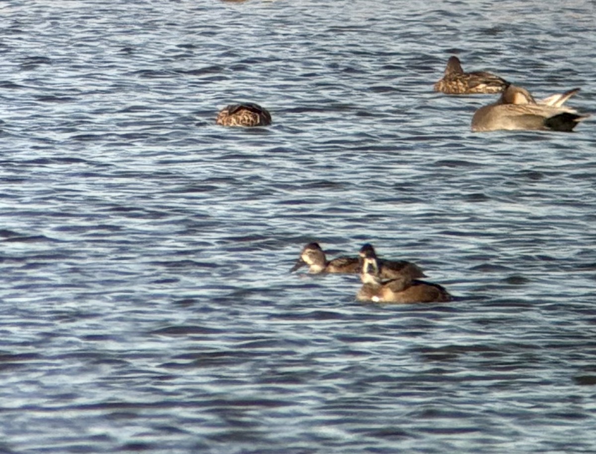 Ringschnabelente - ML644700470