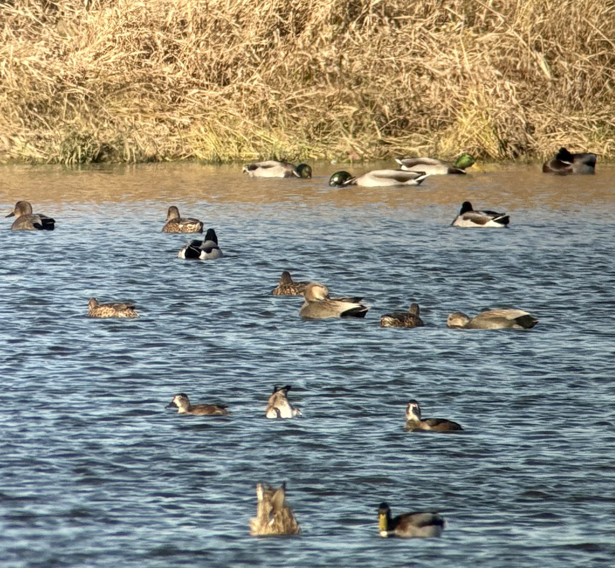 Ringschnabelente - ML644700471