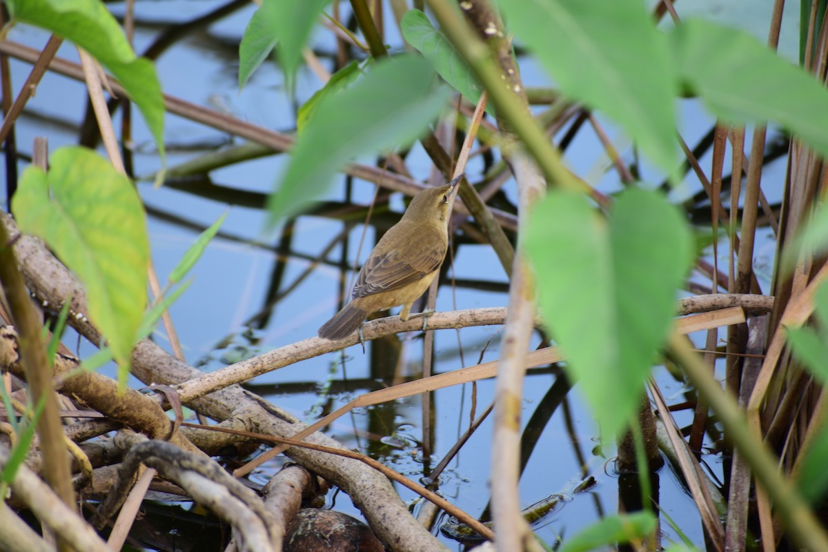 Өмнөдийн охил бялзуухай - ML644700472