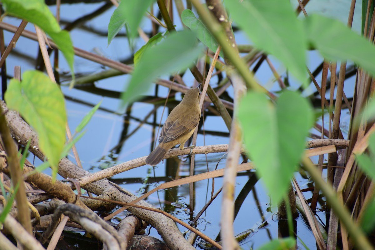 Өмнөдийн охил бялзуухай - ML644700473