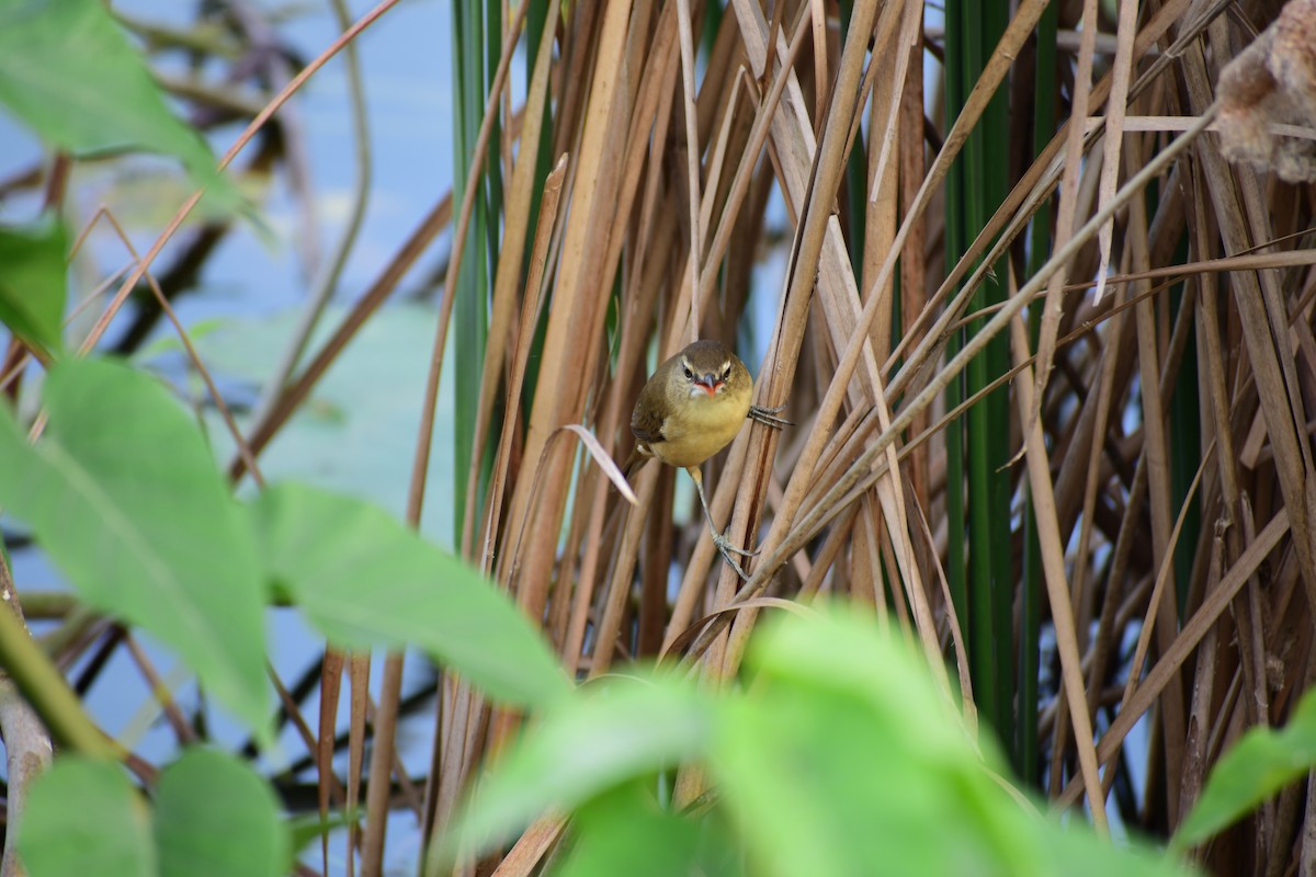 Өмнөдийн охил бялзуухай - ML644700475