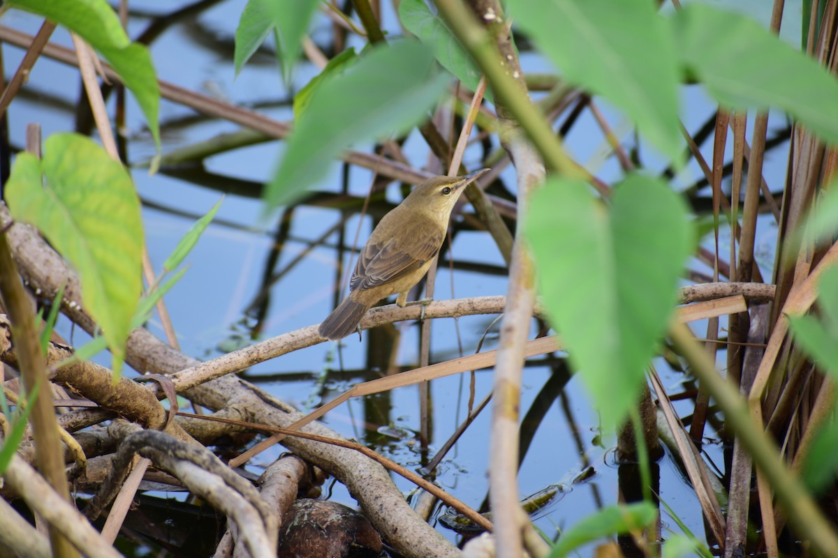 Өмнөдийн охил бялзуухай - ML644700476