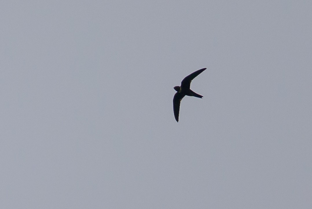 White-collared Swift - ML644700482