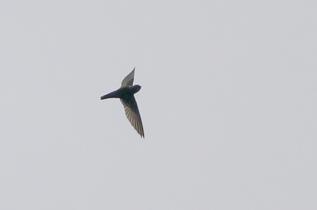 Chestnut-collared Swift - ML644700485