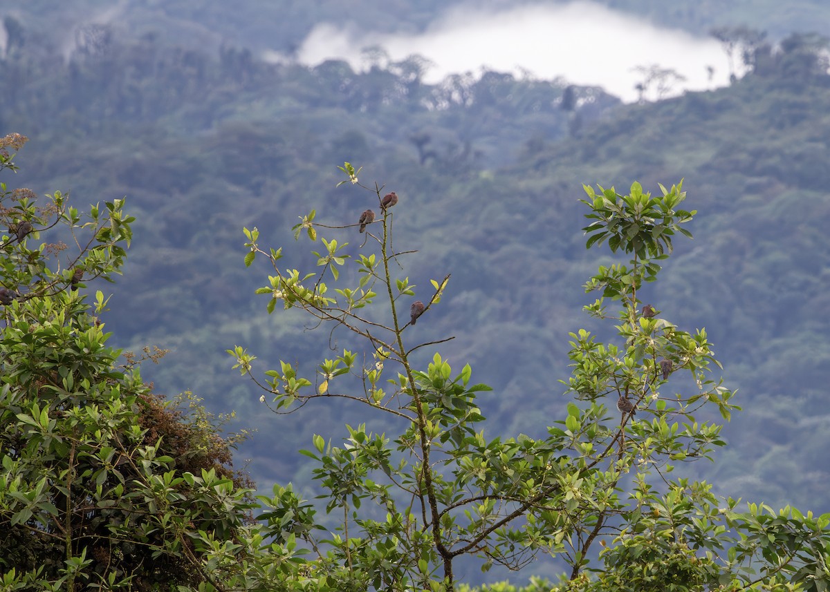 Pale-vented Pigeon - ML644700490