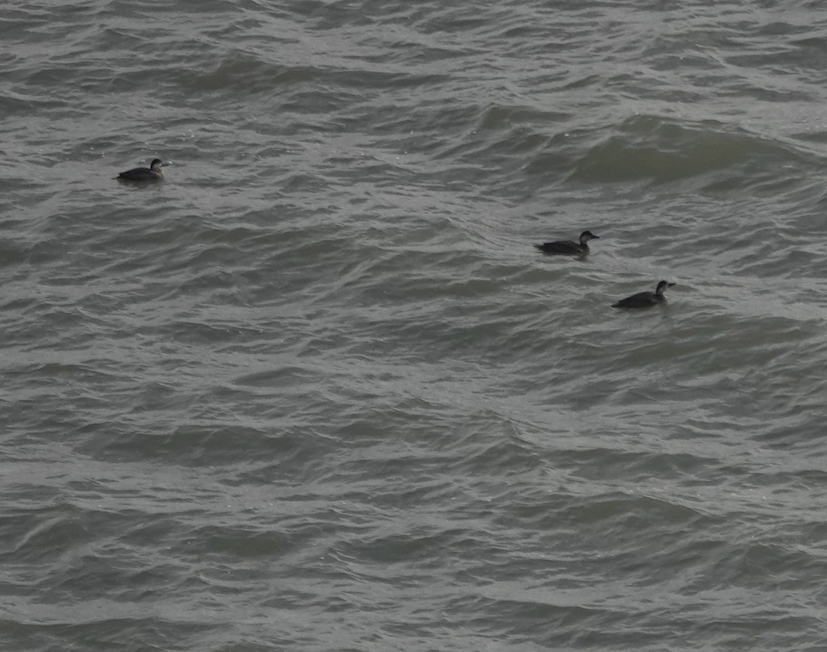 Ahatebeltz eurasiarra - ML644700491