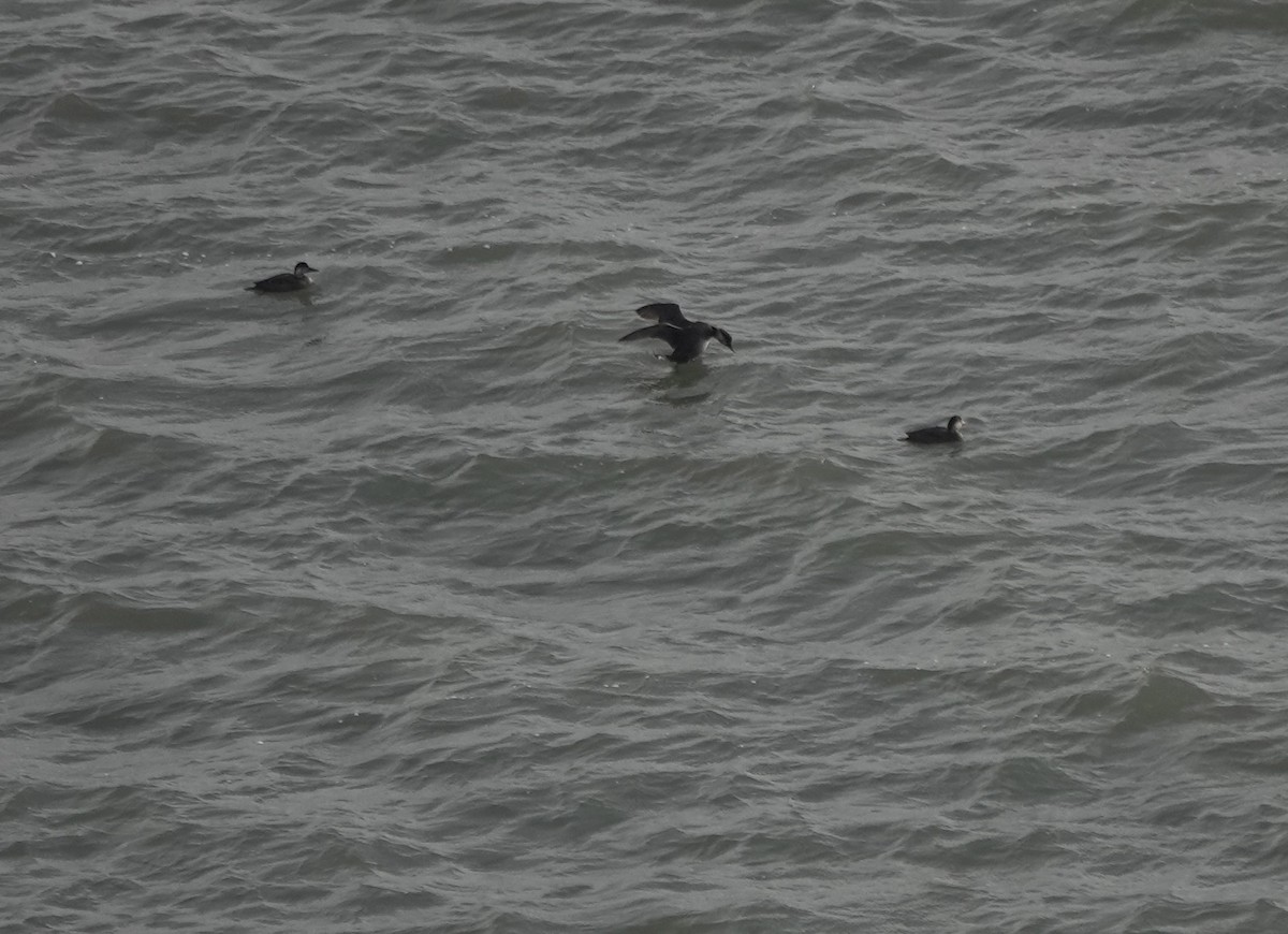 Ahatebeltz eurasiarra - ML644700492