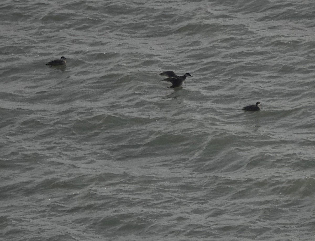 Ahatebeltz eurasiarra - ML644700493