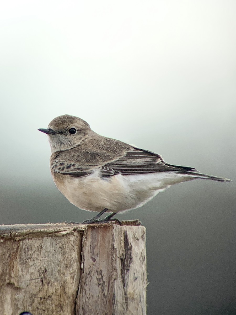 svartstrupesteinskvett - ML644700527