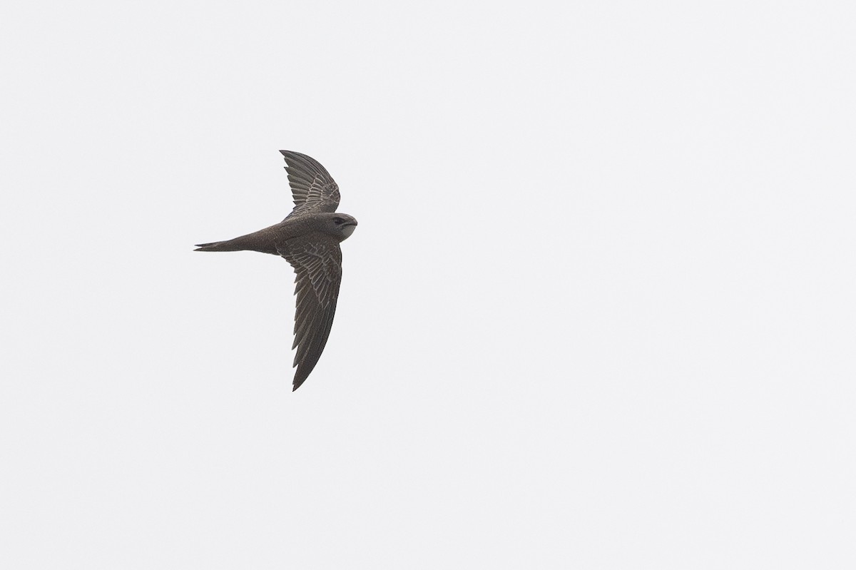 Pallid Swift - ML644700532