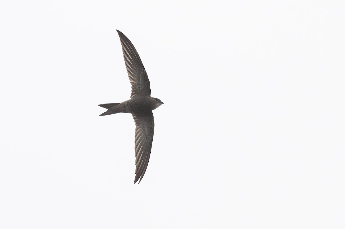 Pallid Swift - ML644700533