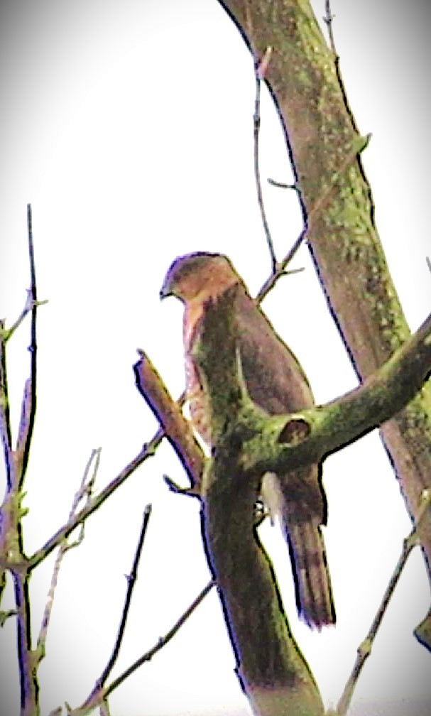 Cooper's Hawk - ML644700535
