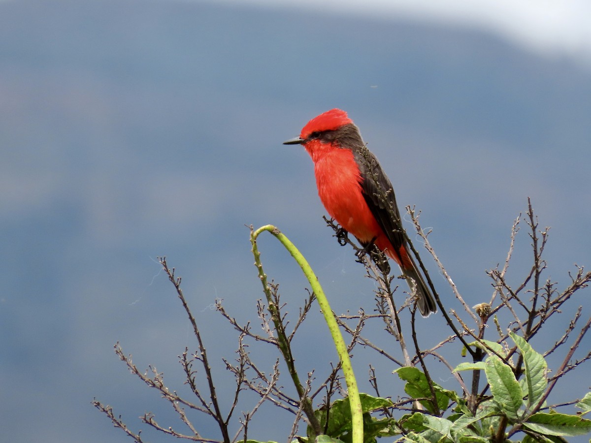Vermilion Flycatcher (obscurus Group) - ML644700547