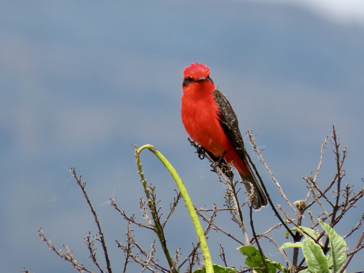 Vermilion Flycatcher (obscurus Group) - ML644700548