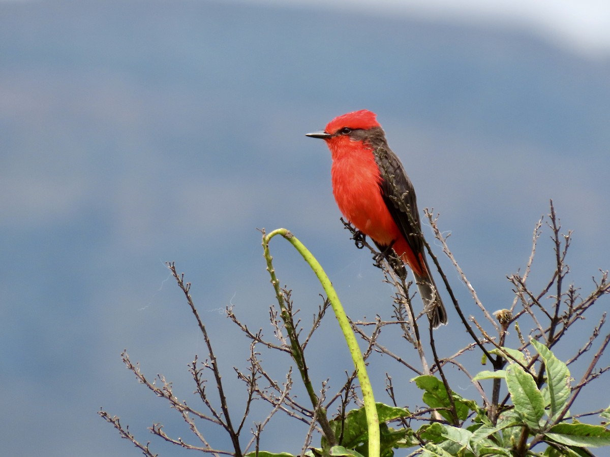 Vermilion Flycatcher (obscurus Group) - ML644700549