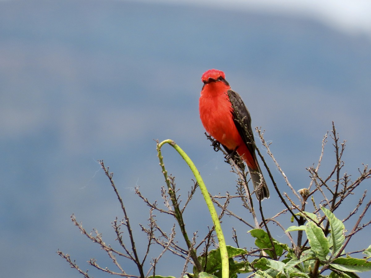 Vermilion Flycatcher (obscurus Group) - ML644700550