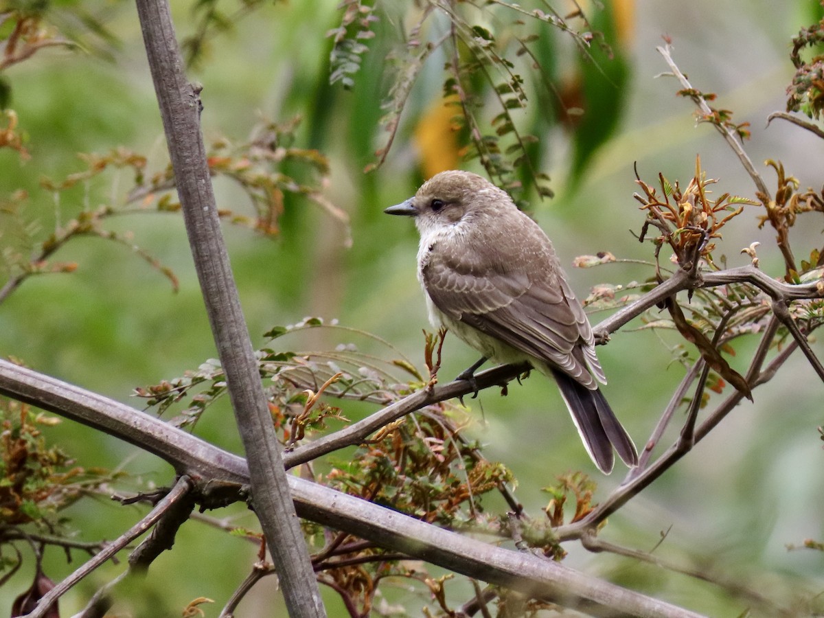 Vermilion Flycatcher (obscurus Group) - ML644700555