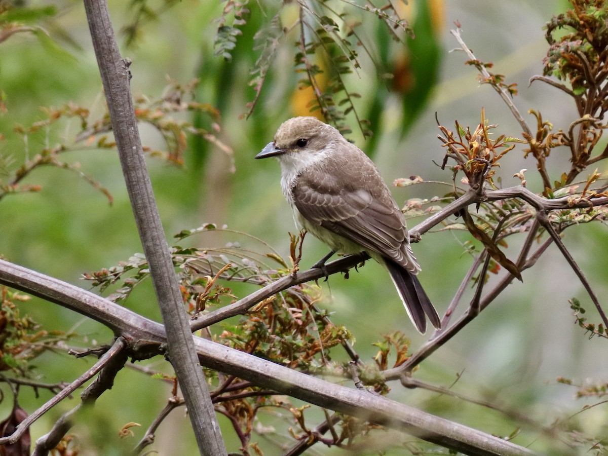 Vermilion Flycatcher (obscurus Group) - ML644700556