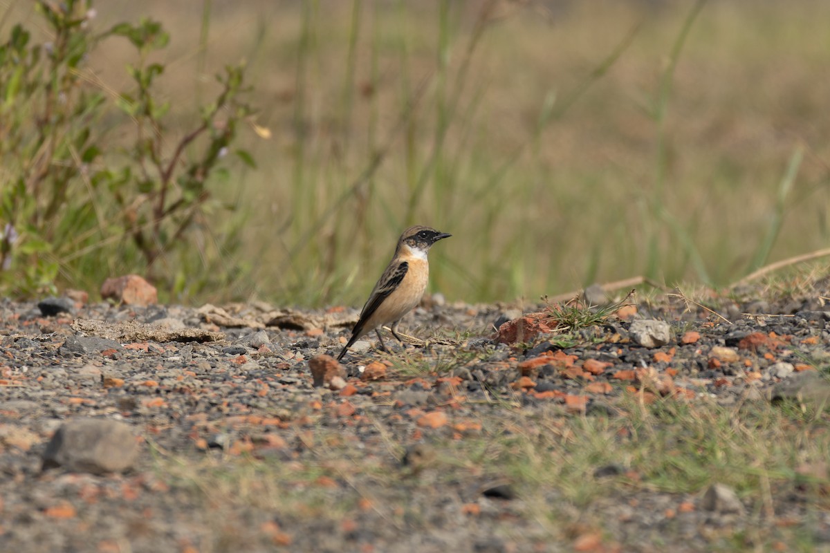 bramborníček sibiřský - ML644700557