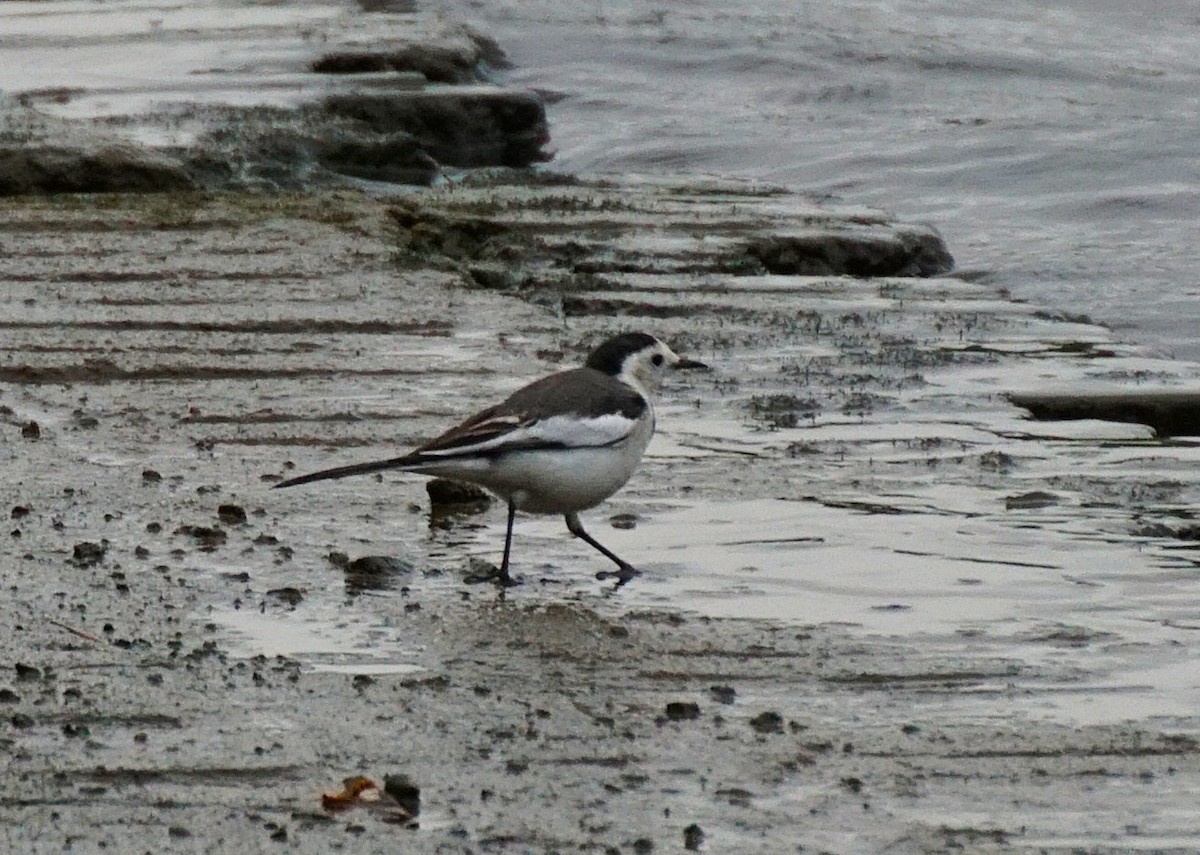 Lavandera Blanca - ML644700579