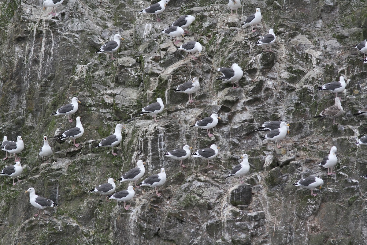 Мартин західний - ML644700584