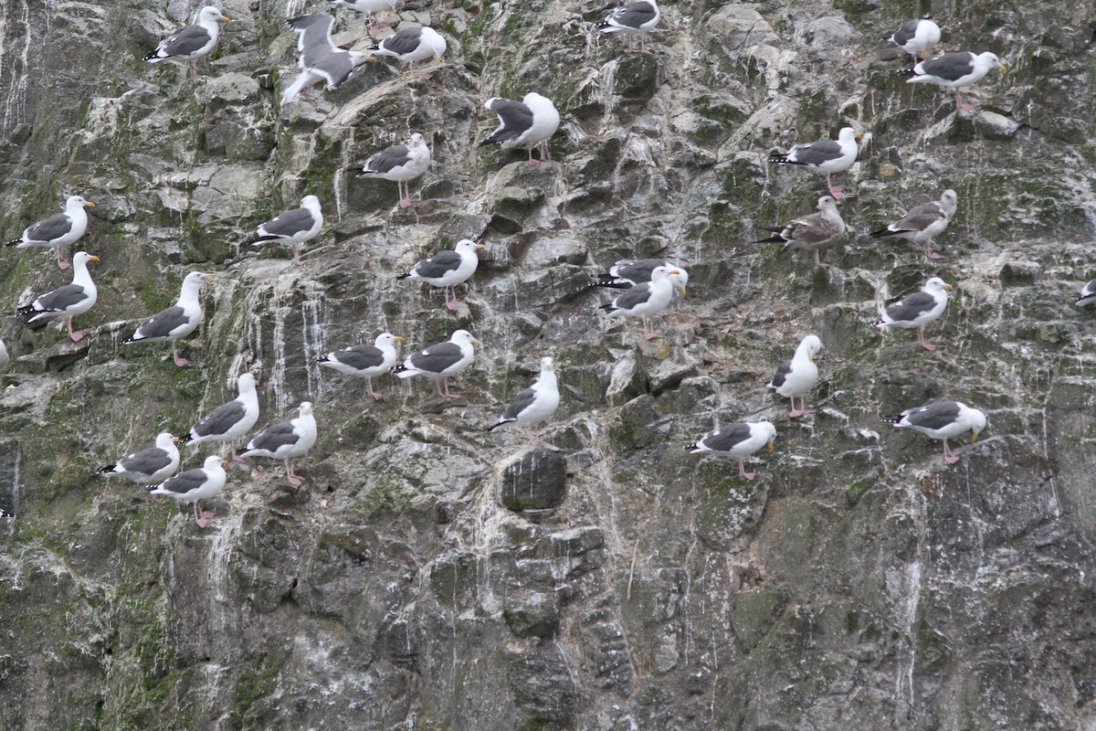 Мартин західний - ML644700585