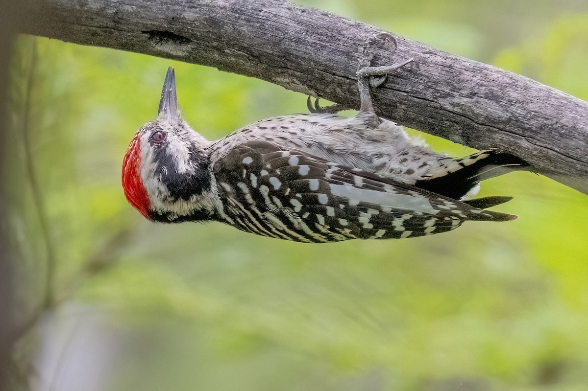 strakapoud proužkohřbetý - ML644700586
