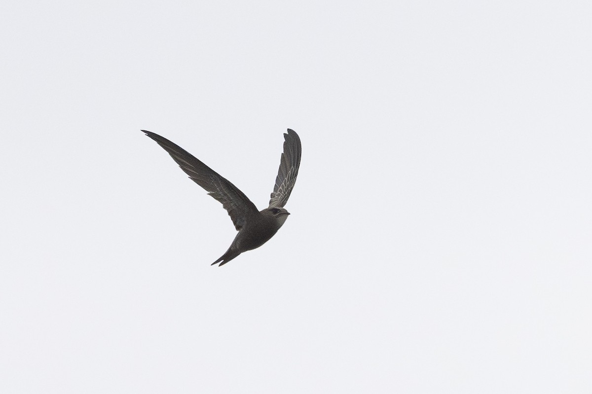 Pallid Swift - ML644700587