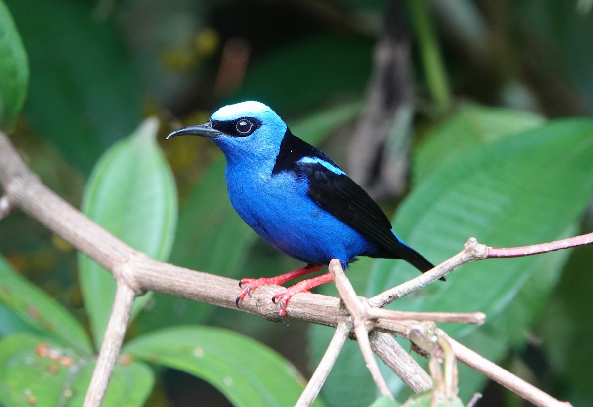 Танагра-медоїд бірюзова - ML644700591