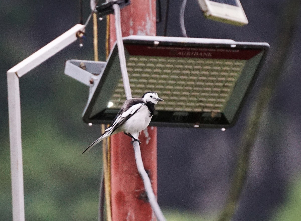 Lavandera Blanca - ML644700598