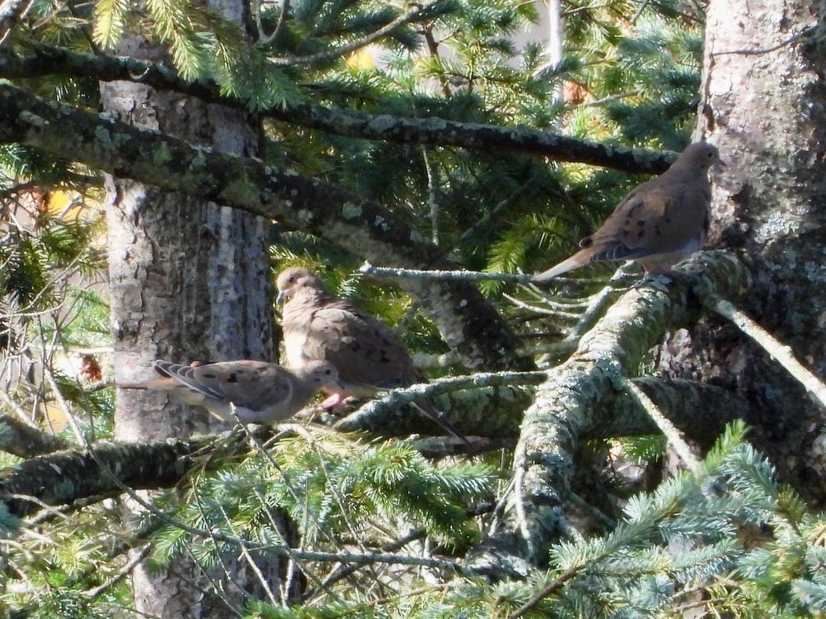 Mourning Dove - ML644700600