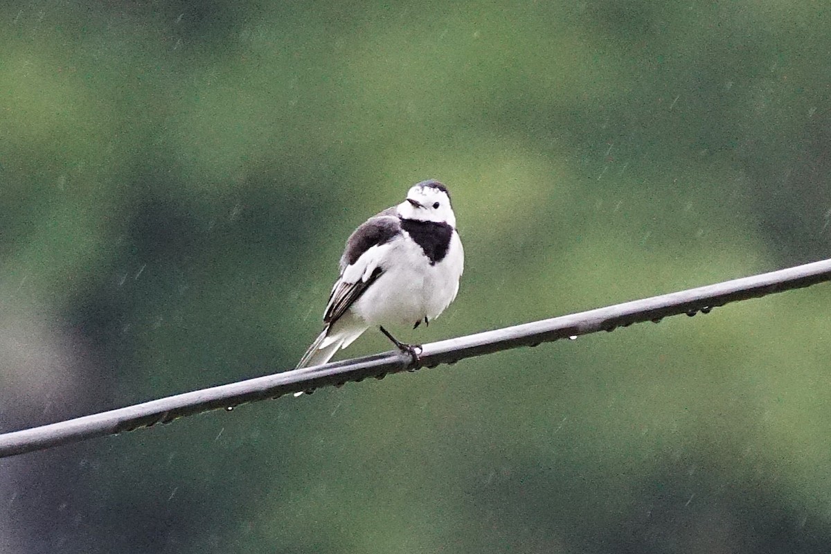 Lavandera Blanca - ML644700602