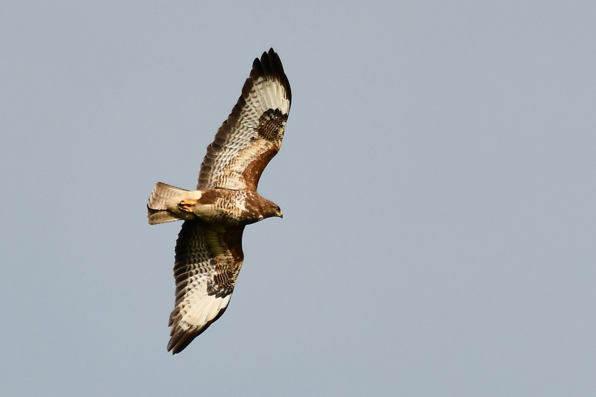 Buse variable - ML644700610