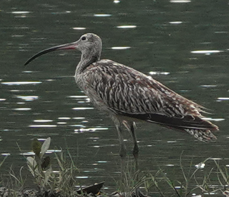 Большой кроншнеп - ML644700611